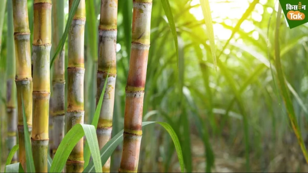 SUGARCANE