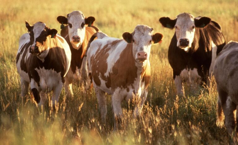 Milk Prices Increase; Centre Clarifies Policy